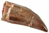 Serrated, Carcharodontosaurus Tooth - Real Dinosaur Tooth #250562-1